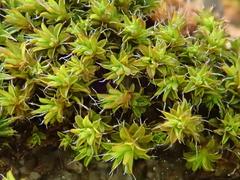 Syntrichia virescens