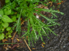 Reseda lutea