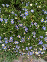 Felicia aethiopica