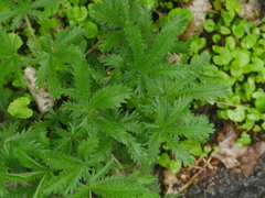 Potentilla recta