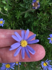 Felicia aethiopica