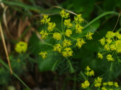 Euphorbia cyparissias