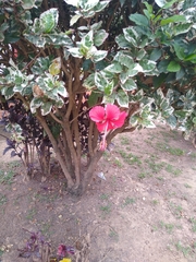 Hibiscus rosa-sinensis