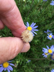 Felicia aethiopica