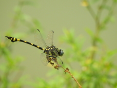 Ictinogomphus rapax