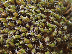 Syntrichia virescens