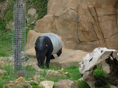 Tapirus indicus