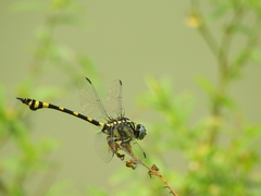 Ictinogomphus rapax