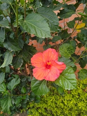 Hibiscus rosa-sinensis