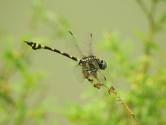 Ictinogomphus rapax