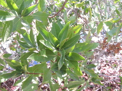 Conocarpus