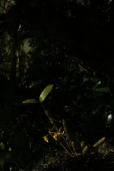 Dendrobium heterocarpum