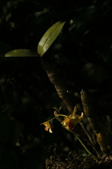 Dendrobium heterocarpum