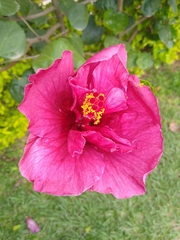 Hibiscus rosa-sinensis
