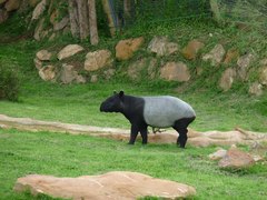 Tapirus indicus