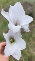 Gladiolus rehmannii