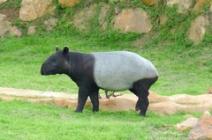 Tapirus indicus
