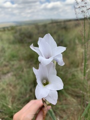 Gladiolus rehmannii