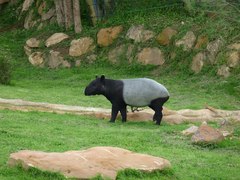 Tapirus indicus