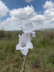 Gladiolus rehmannii