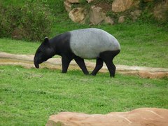 Tapirus indicus