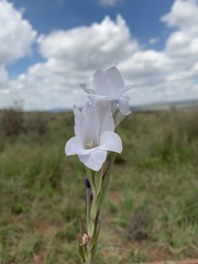 Gladiolus rehmannii