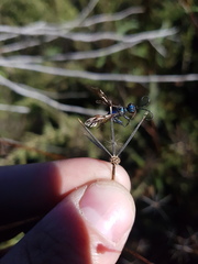 Chlorion hemiprasinum