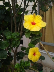 Hibiscus rosa-sinensis