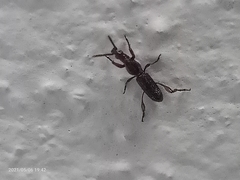 Cyphagogini