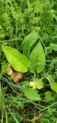 Pulmonaria vallarsae
