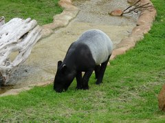 Tapirus indicus