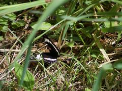 Limenitis arthemis rubrofasciata