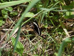 Limenitis arthemis rubrofasciata