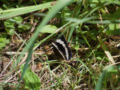 Limenitis arthemis rubrofasciata