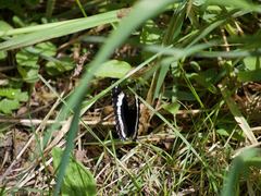 Limenitis arthemis rubrofasciata