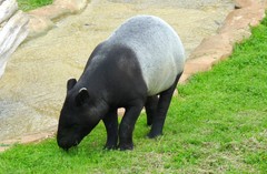 Tapirus indicus