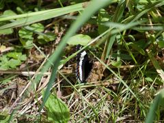 Limenitis arthemis rubrofasciata