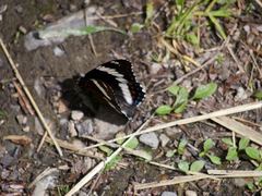 Limenitis arthemis rubrofasciata