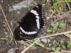 Limenitis arthemis rubrofasciata