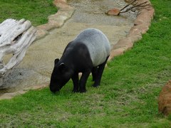 Tapirus indicus