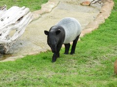 Tapirus indicus