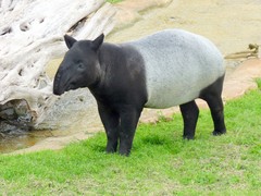Tapirus indicus