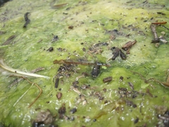 Oxyallagma dissidens