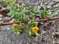 Pectis multiflosculosa