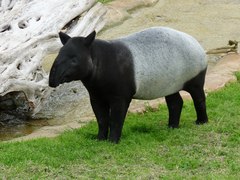 Tapirus indicus