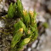 Smooth Bristle-Moss - Photo (c) Stefan Gey, some rights reserved (CC BY-NC), uploaded by Stefan Gey
