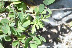 Medicago orbicularis