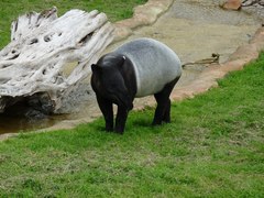Tapirus indicus