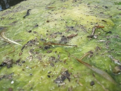 Oxyallagma dissidens