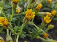 Pectis multiflosculosa